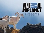 Animal Planet Presents (2013) afişi