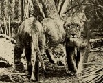 Kings Of The Forest (1912) afişi