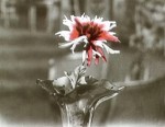 Le chrysanthème rouge (1912) afişi