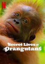 Orangutanların Gizli Yaşamı (2024) afişi