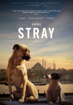 Stray (2020) afişi