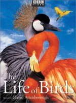 The Life Of Birds (1998) afişi