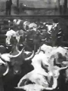 Cattle Driven To Slaughter