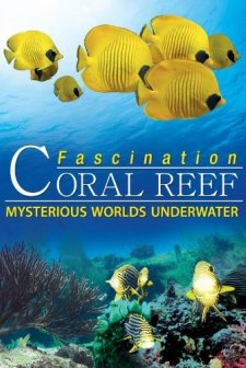 Fascination Coral Reef