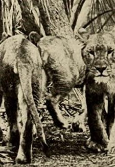 Kings Of The Forest (1912) afişi
