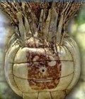 Wilson Fotoğrafı