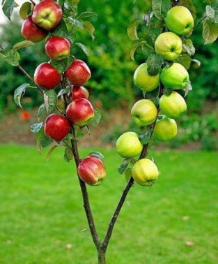 Mert Altınışık Fotoğrafı