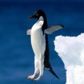 penguin