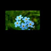 myosotis