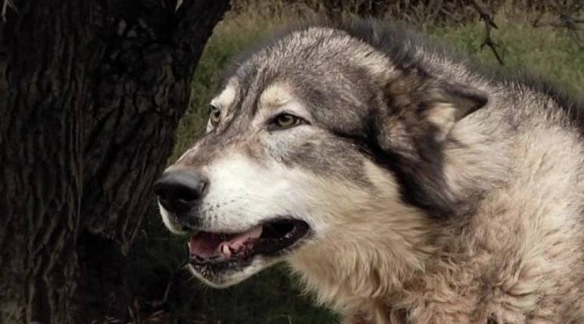 Kurt Şehri Fotoğrafı