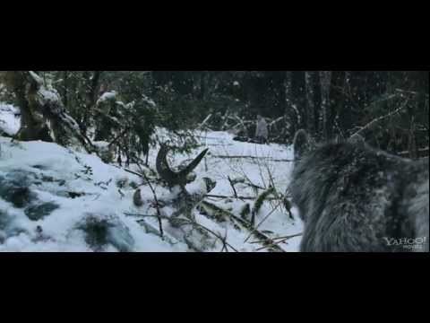 Gri Kurt Fotoğrafı