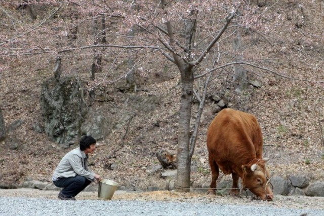 Rolling Home With A Bull Fotoğrafı