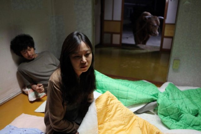 Rolling Home With A Bull Fotoğrafı