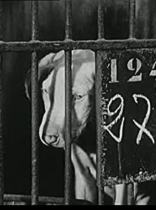 Mon Chien (1955) afişi
