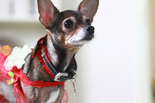 Kolpaçino: Bomba Fotoğrafı