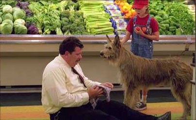 Because Of Winn-dixie Fotoğrafı