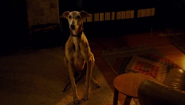 Şansa Bak Fotoğrafı