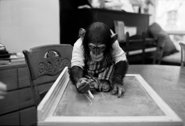 Proje Nim fotoğrafı