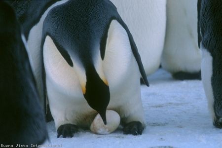 İmparatorun Yolculuğu Fotoğrafı