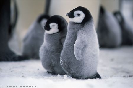 İmparatorun Yolculuğu Fotoğrafı