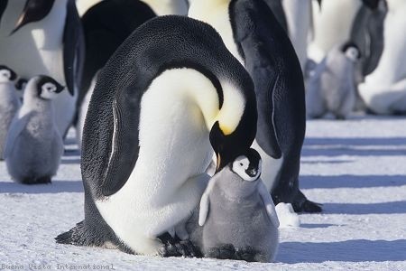 İmparatorun Yolculuğu Fotoğrafı