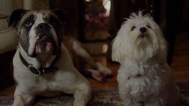 My Dog's Christmas Miracle Fotoğrafı