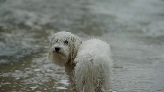 My Dog's Christmas Miracle Fotoğrafı