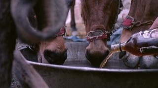 Sarhoş Atlar Zamanı Fotoğrafı