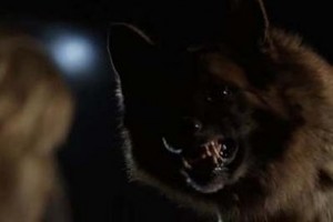 Vahşi Irk Fotoğrafı