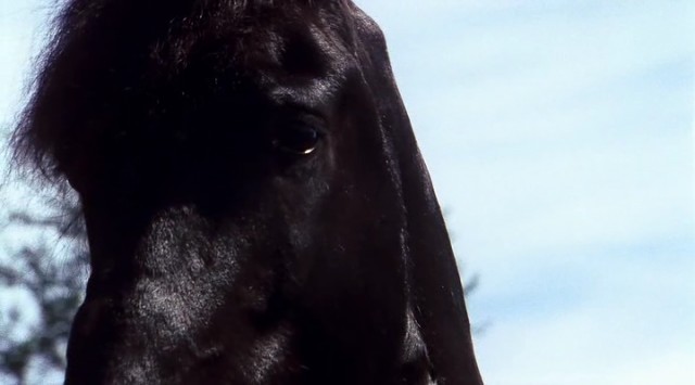 Siyah At Fotoğrafı