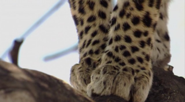 Vahşi Kedilerle Yaşam Fotoğrafı