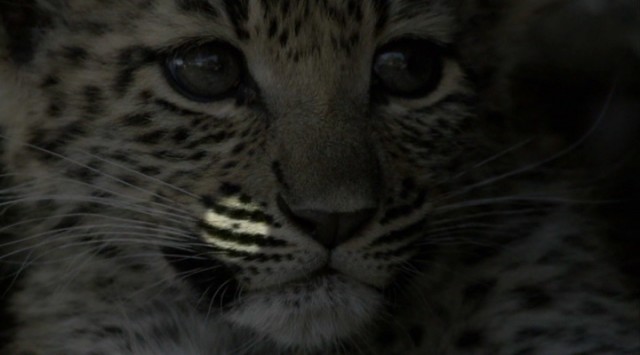 Vahşi Kedilerle Yaşam Fotoğrafı