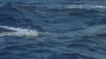 Kingdom of the Oceans Fotoğrafı