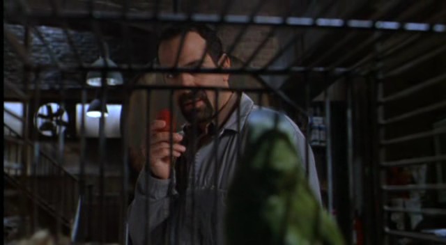 Geveze Papağan Paulie Fotoğrafı