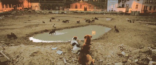 Beyaz Tanrı fotoğrafı