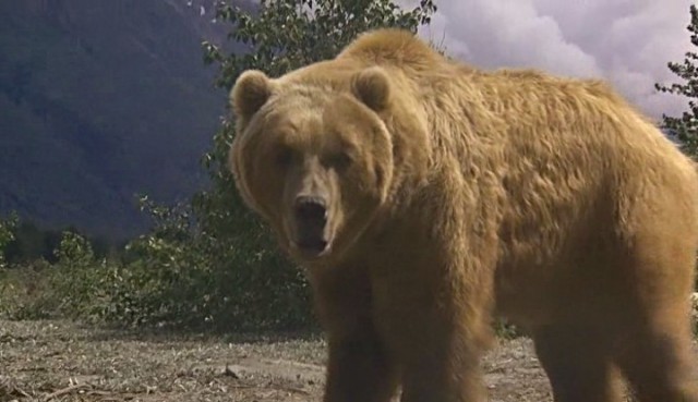 Beyaz Diş fotoğrafı