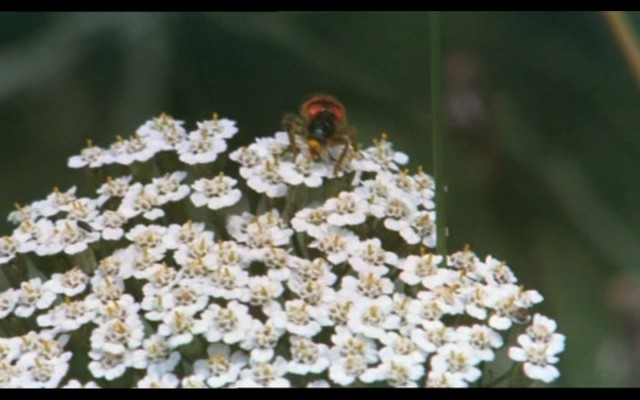 Ay ve Güneş Kardeşler Fotoğrafı