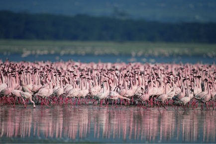 Pembe Kanatlar: Flamingolarin Gizemi Fotoğrafı