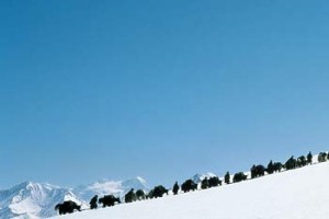 Bir Şefin Çocukluğu Fotoğrafı