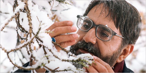 Söğüt Ağacı Fotoğrafı