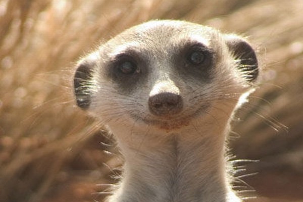 Mirket Ailesi Fotoğrafı