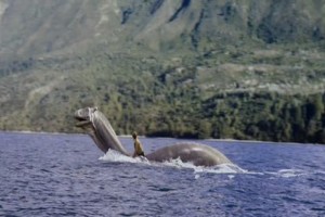 Su Atı: Derinlerin Efsanesi Fotoğrafı
