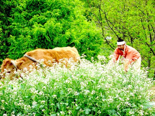 The Land Fotoğrafı