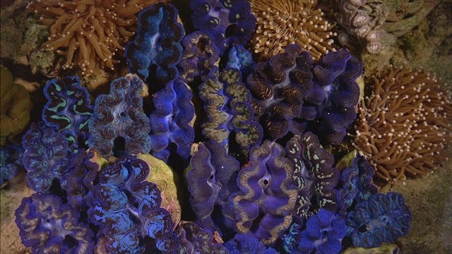 The Living Sea fotoğrafı