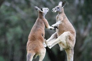 Aşıklar Fotoğrafı