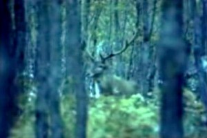 Ala Geyik fotoğrafı