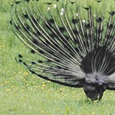 Wszystko Moze Sie Przytrafic (1995) afişi