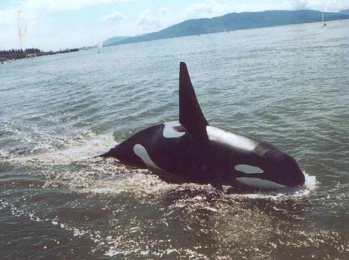 Özgür Willy Fotoğrafı