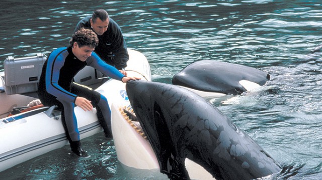 Özgür Willy fotoğrafı