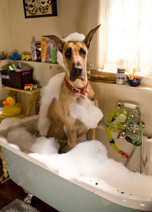 Marmaduke Fotoğrafı